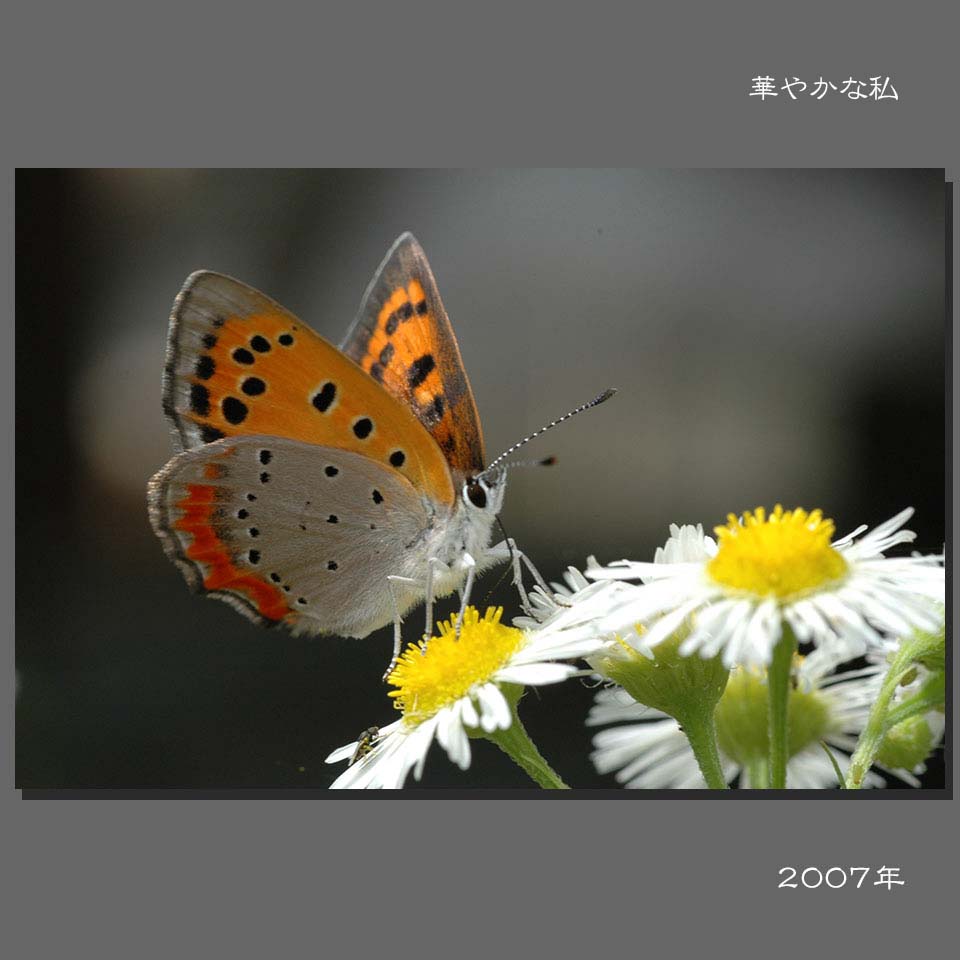 hanayaka