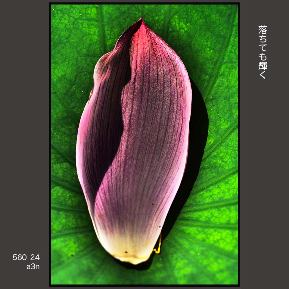 560_24