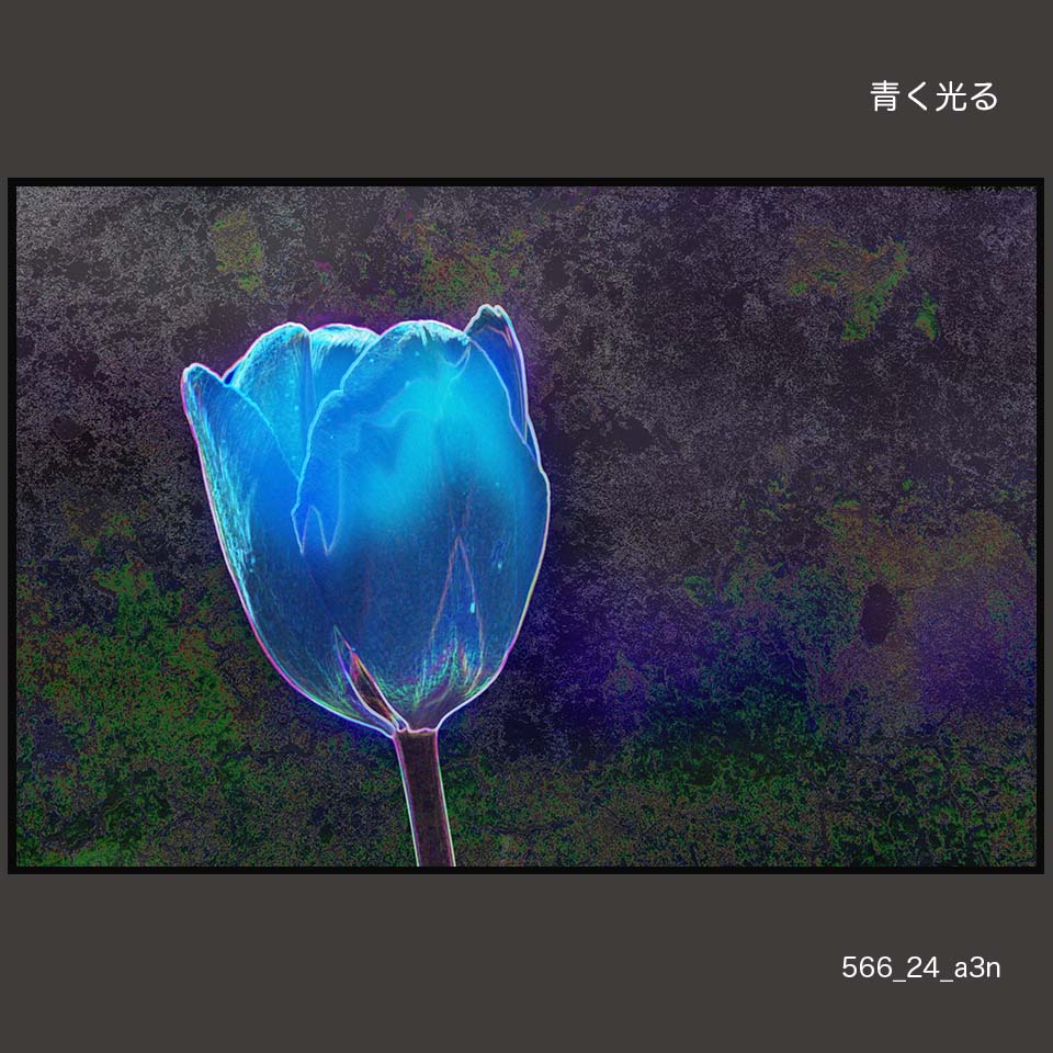 566_24